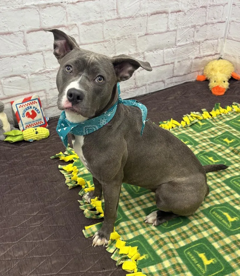 Wild Indigo thumbnail 5