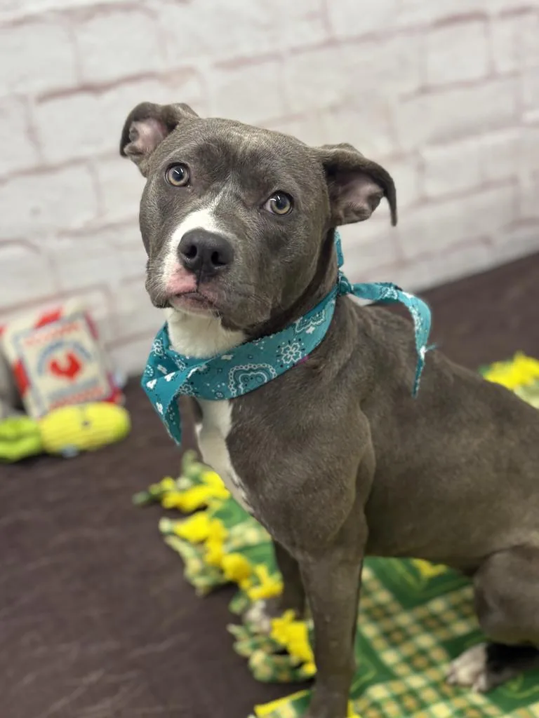 Wild Indigo thumbnail 6