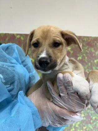 A young small-sized female Shepherd dog named Paige for adoption in San Antonio, TX