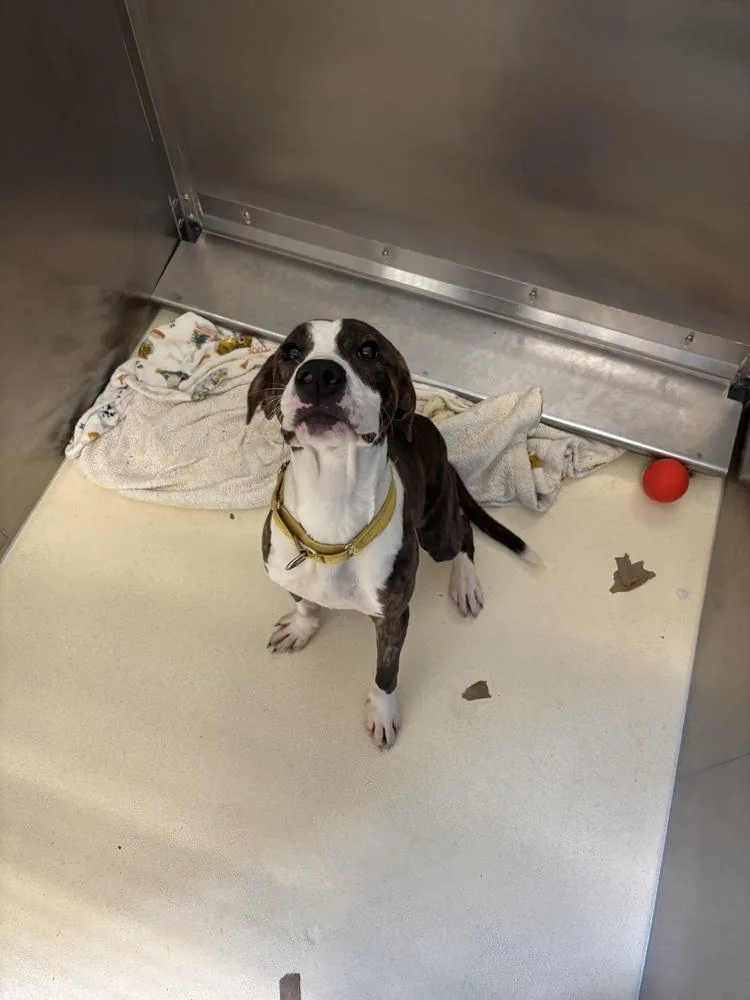 A young medium-sized male English Coonhound dog named Blaze for adoption in Kalamazoo, MI