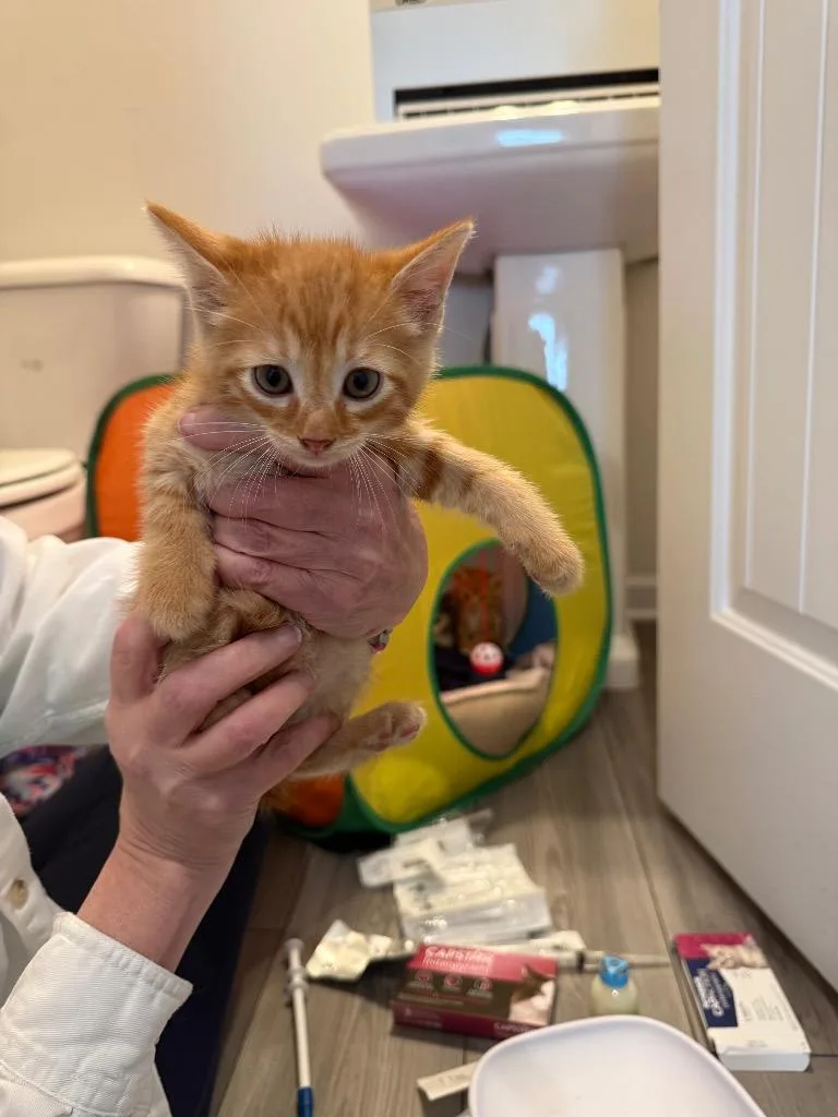 A baby medium-sized male Domestic Short Hair cat named Han Solo for adoption in Douglasville, GA