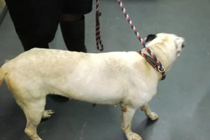 A baby medium-sized female Terrier dog named Blanca for adoption in Picayune, MS