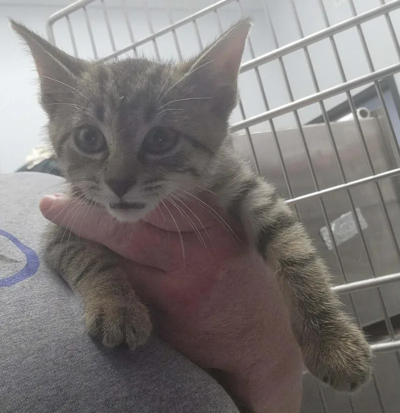 A baby small-sized female Domestic Short Hair cat named Revlon for adoption in Republic, MO