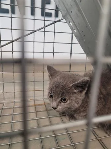 A baby small-sized male Domestic Short Hair cat named Matcha for adoption in San Martin, CA