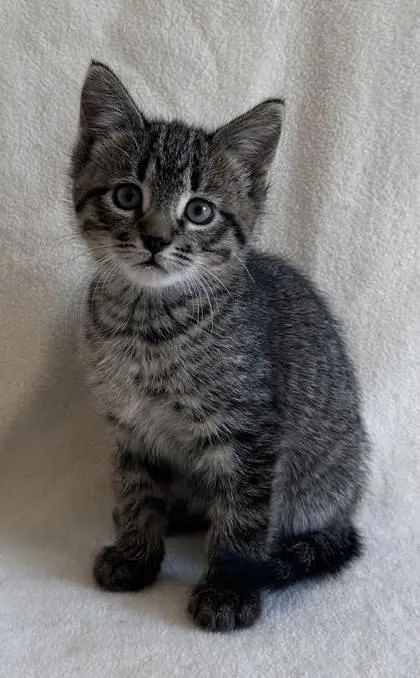 A young medium-sized male Domestic Short Hair cat named Mac for adoption in Buffalo, MN