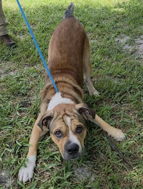 An adult large-sized male American Staffordshire Terrier dog named Willson for adoption in Fort Lauderdale, FL