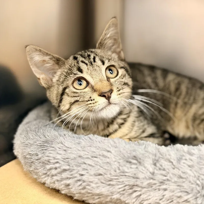 A baby medium-sized male Tabby (Brown / Chocolate) Domestic Short Hair cat named Daniel for adoption in Manahawkin, NJ