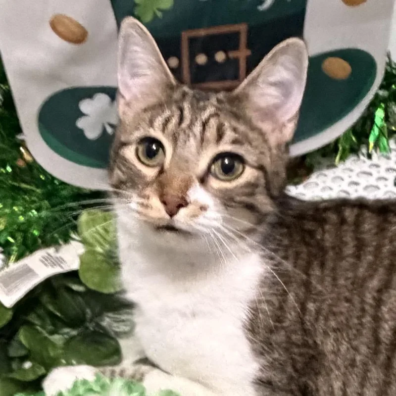 A young small-sized male Brown / Chocolate Domestic Short Hair cat named Harvey for adoption in Chapel Hill, NC