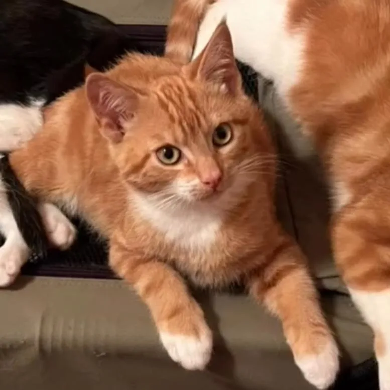 A baby small-sized male Domestic Short Hair cat named Finley for adoption in Cathlamet, WA