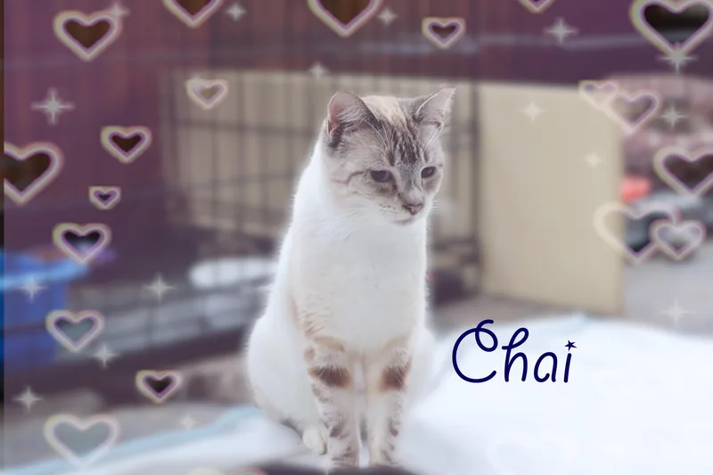 Chai thumbnail 3