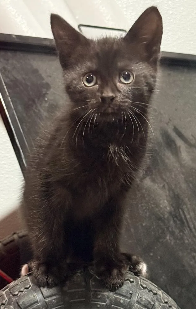 A baby small-sized male Domestic Short Hair cat named Thackery for adoption in Duxbury, MA