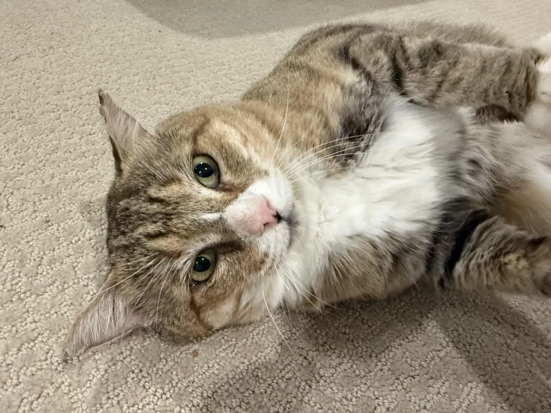 An adult medium-sized male Tabby (Brown / Chocolate) Tabby cat named Cody for adoption in Parker, TX