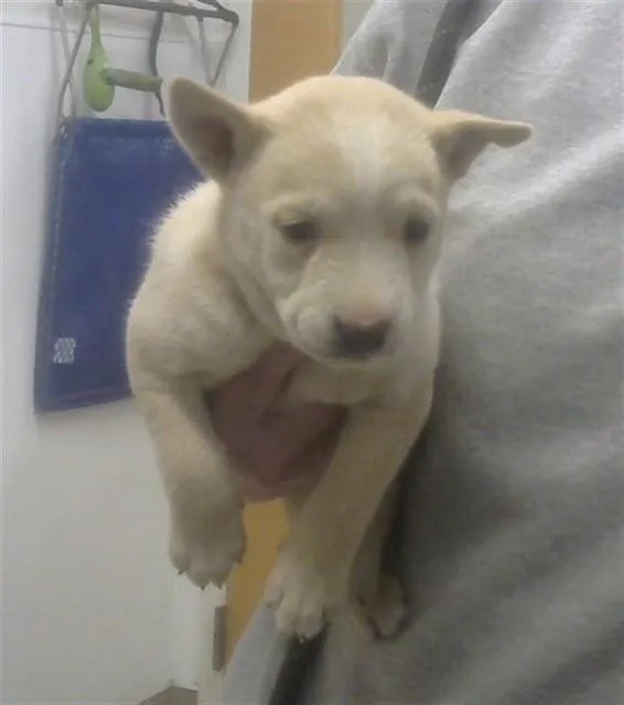 A baby small-sized female Australian Cattle Dog / Blue Heeler dog named Buttercup for adoption in Albuquerque, NM
