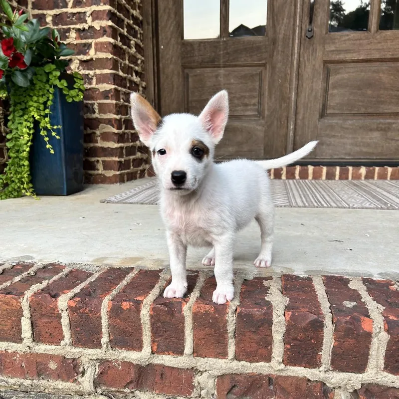 A baby small-sized male White / Cream Australian Shepherd dog named Bear for adoption in Bessemer, AL