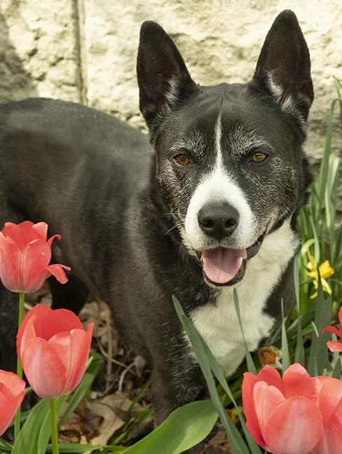 An adult medium-sized female Black Cattle Dog dog named Holly for adoption in Chicago, IL