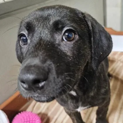 A baby small-sized female Mixed Breed dog named Bug for adoption in West Chester, PA
