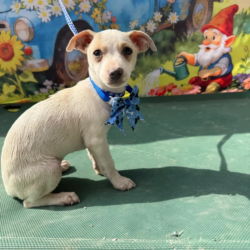 A baby small-sized female White / Cream Chihuahua dog named Saffron for adoption in Aledo, TX
