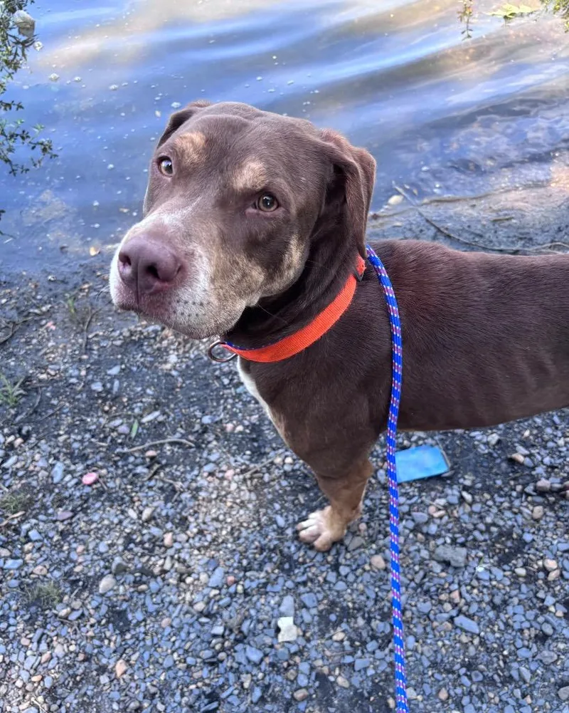 An adult medium-sized male Labrador Retriever dog named Brow for adoption in Little Rock, AR