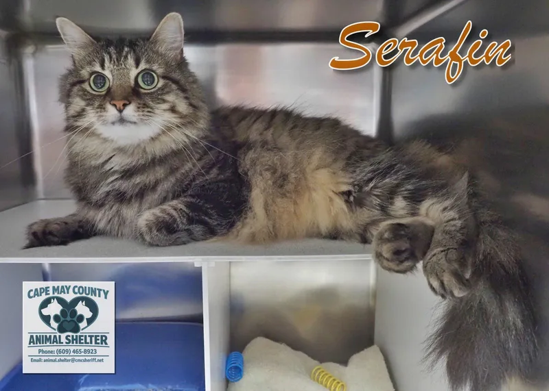 Serabi thumbnail 4
