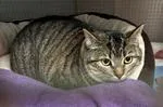 An adult medium-sized female Tabby (Brown / Chocolate) Domestic Short Hair cat named Nugget for adoption in Saranac Lake, NY