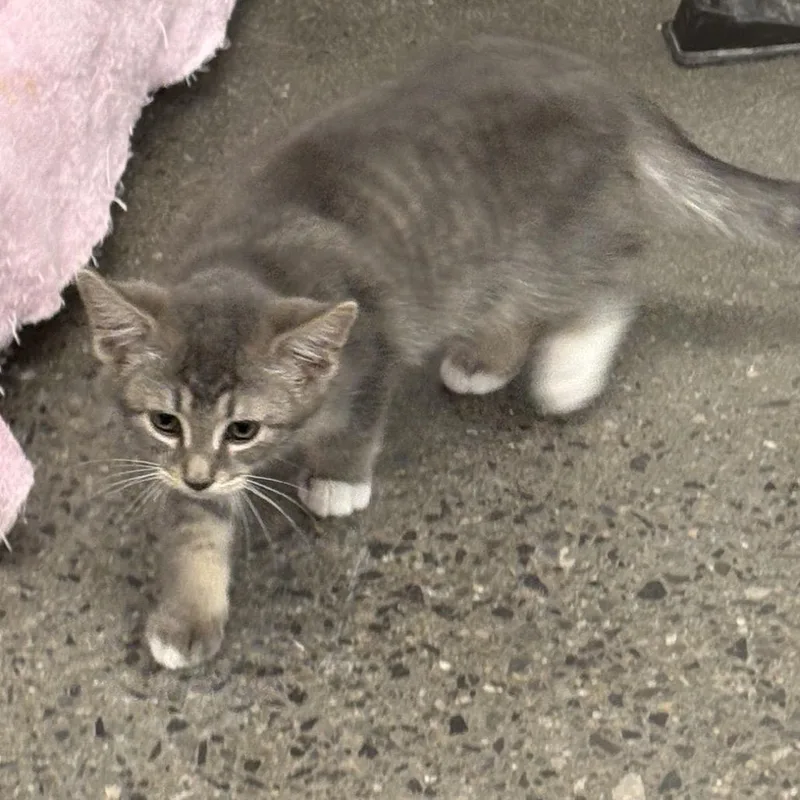A baby small-sized male Gray / Blue / Silver Domestic Short Hair cat named Sean for adoption in Hamburg, NY