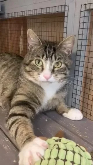An adult large-sized male Tabby (Buff / Tan / Fawn) Domestic Short Hair cat named Aztec for adoption in Petaluma, CA