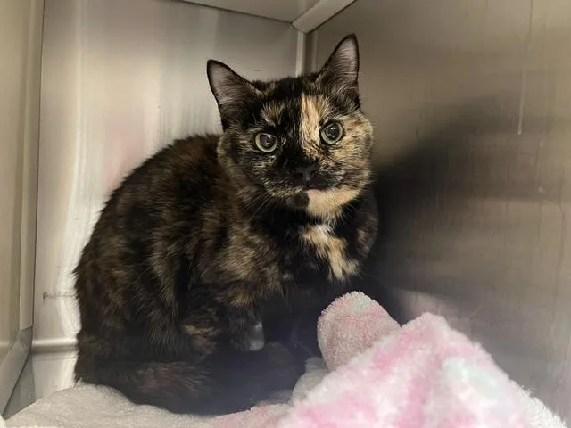 An adult medium-sized female Domestic Short Hair cat named Felicity for adoption in Colorado Springs, CO