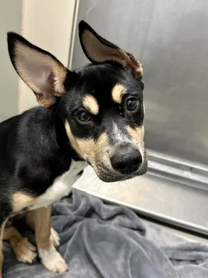 A baby large-sized female Black Mixed Breed dog named Good Sam Dog for adoption in Wichita, KS