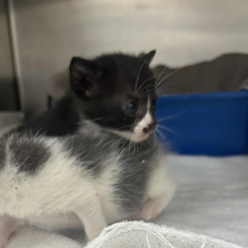 A baby small-sized male Black Domestic Short Hair cat named Memphis for adoption in Auburn, AL