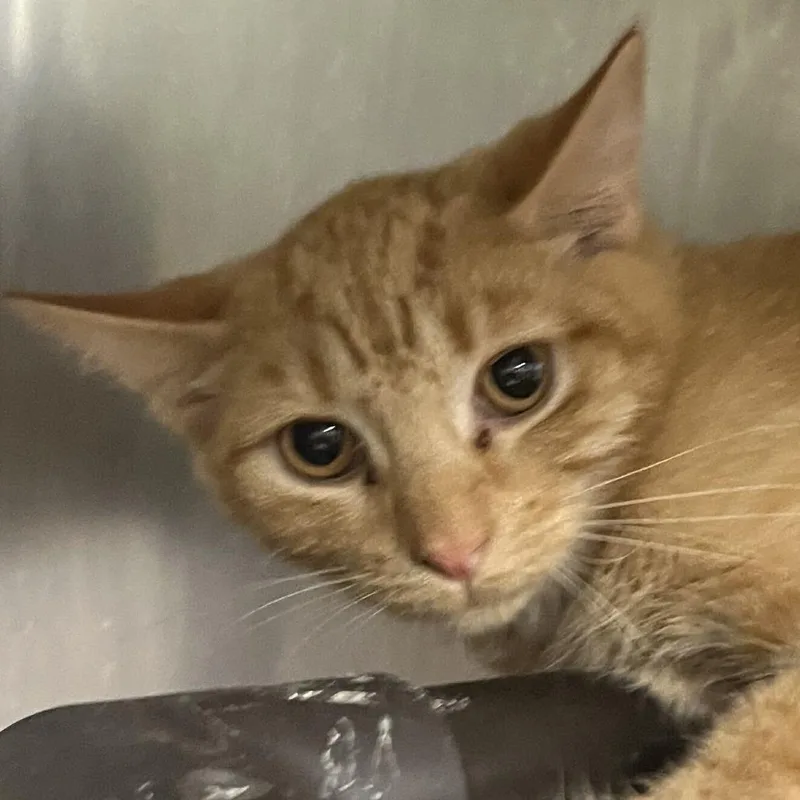 A baby medium-sized male Orange / Red Domestic Short Hair cat named Dr. Finkelstein for adoption in Owosso, MI