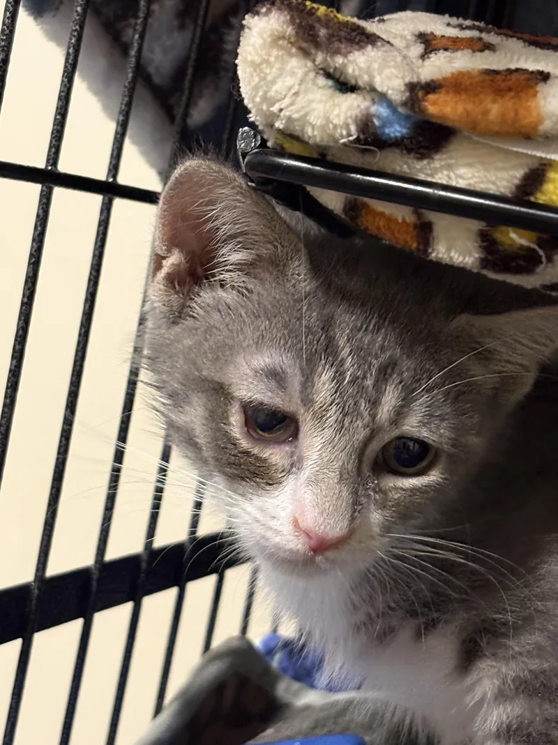 A baby small-sized male Domestic Short Hair cat named Latka for adoption in Sneads Ferry, NC
