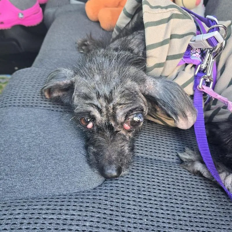 An adult small-sized female Black Mixed Breed dog named Stormy for adoption in Martinsburg, WV