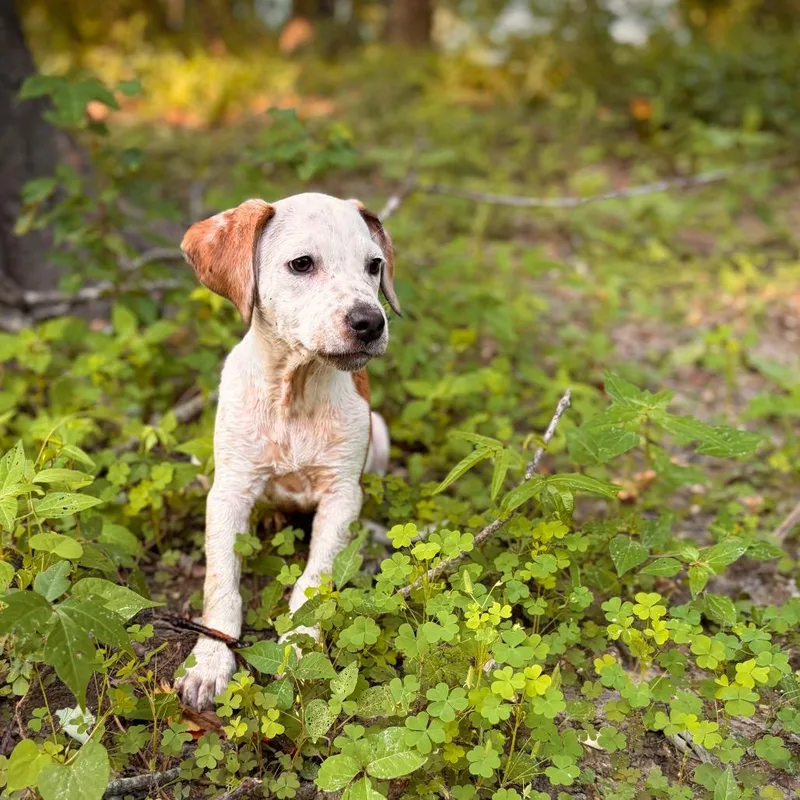 A baby medium-sized female White / Cream Mixed Breed dog named The Honorable Lady Gladys for adoption in Columbia, MO