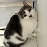 A senior medium-sized male Gray & White Domestic Short Hair cat named Taylor for adoption in Hilliard, OH