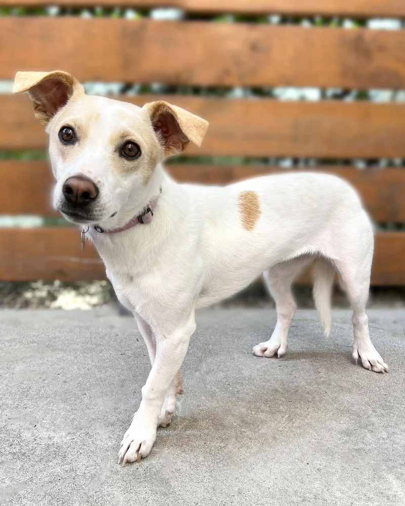 An adult small-sized female Terrier dog named Addie for adoption in Corona, CA
