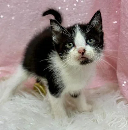 A young medium-sized female Black & White / Tuxedo Domestic Short Hair cat named Lemon for adoption in Clarkesville, GA