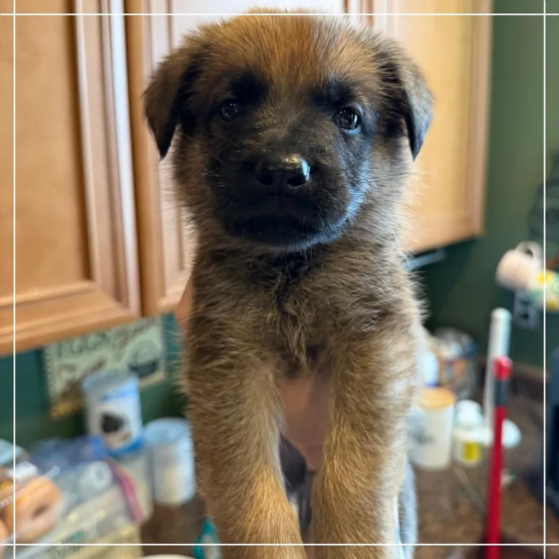 A baby large-sized male Red / Chestnut / Orange Shepherd dog named Wyatt Earp for adoption in Chandler, AZ