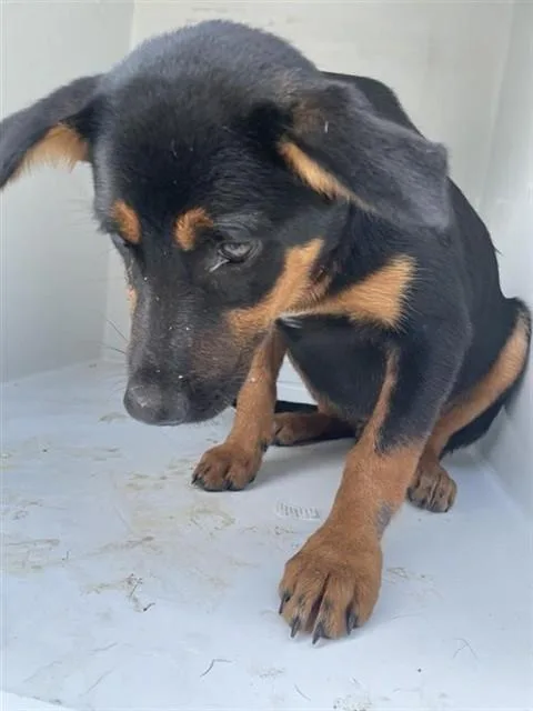 A baby medium-sized male German Shepherd Dog dog named A for adoption in Houston, TX