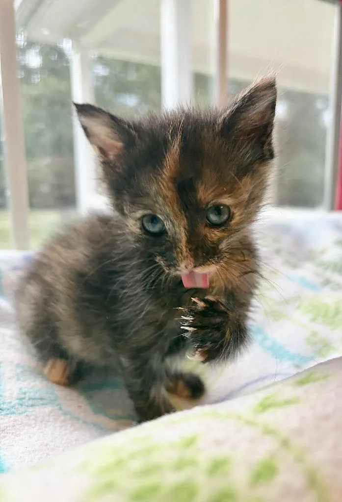 A baby small-sized female Domestic Short Hair cat named Berlioz for adoption in Clinton, SC
