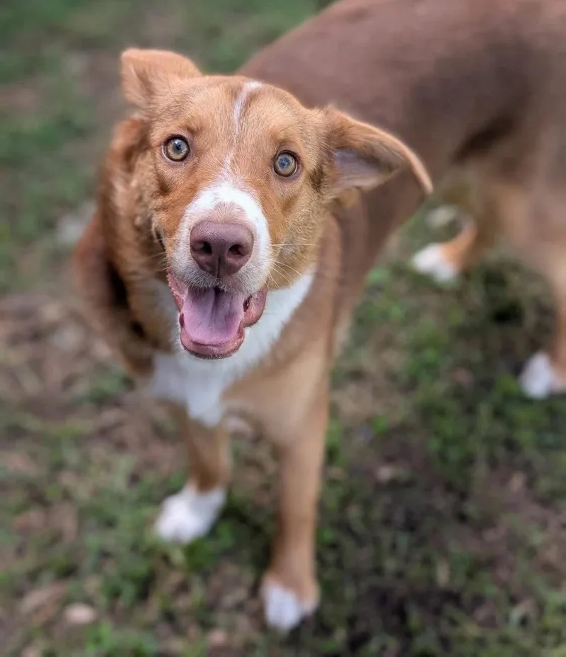 A young medium-sized female Red / Chestnut / Orange Australian Shepherd dog named Millie for adoption in Fort Worth, TX