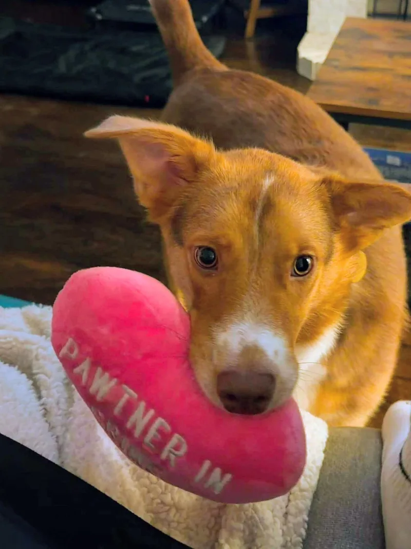 Millie thumbnail 6
