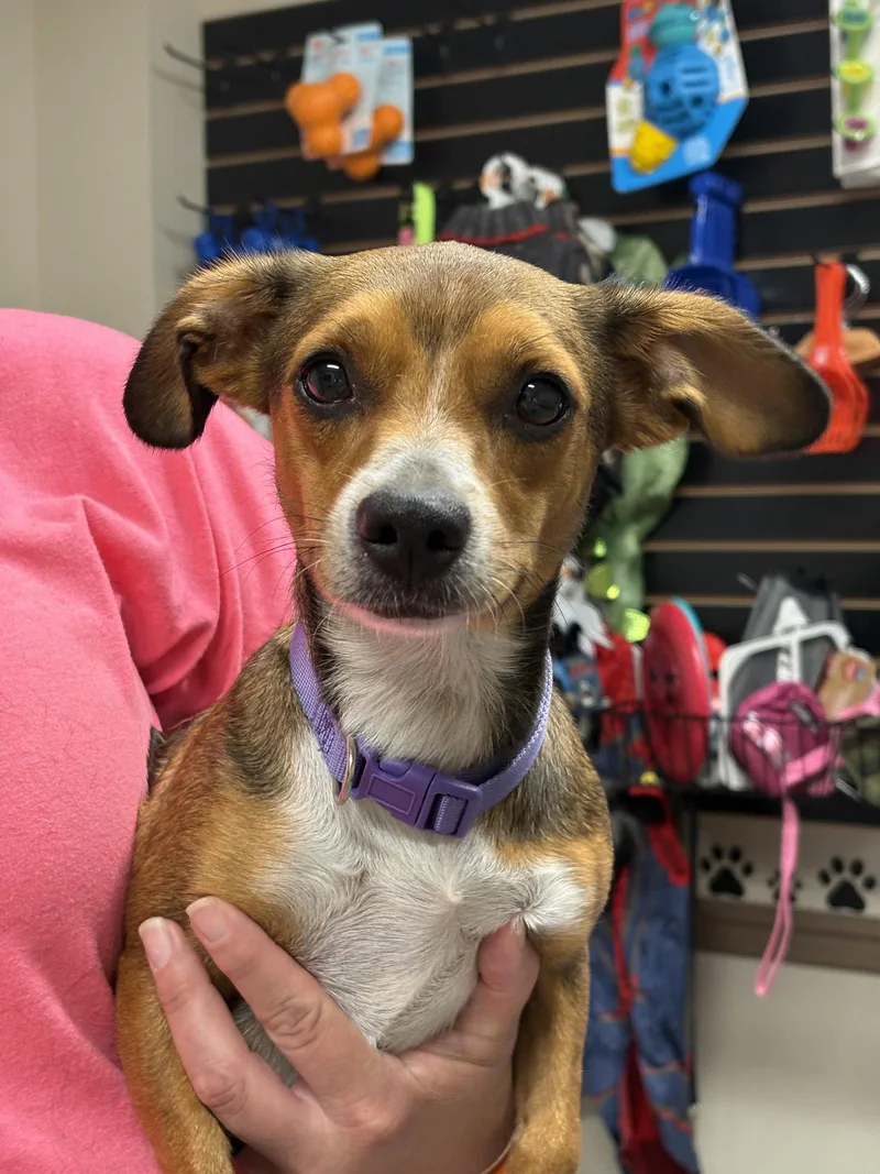 An adult medium-sized female Beagle dog named Bessie for adoption in Bothell, WA