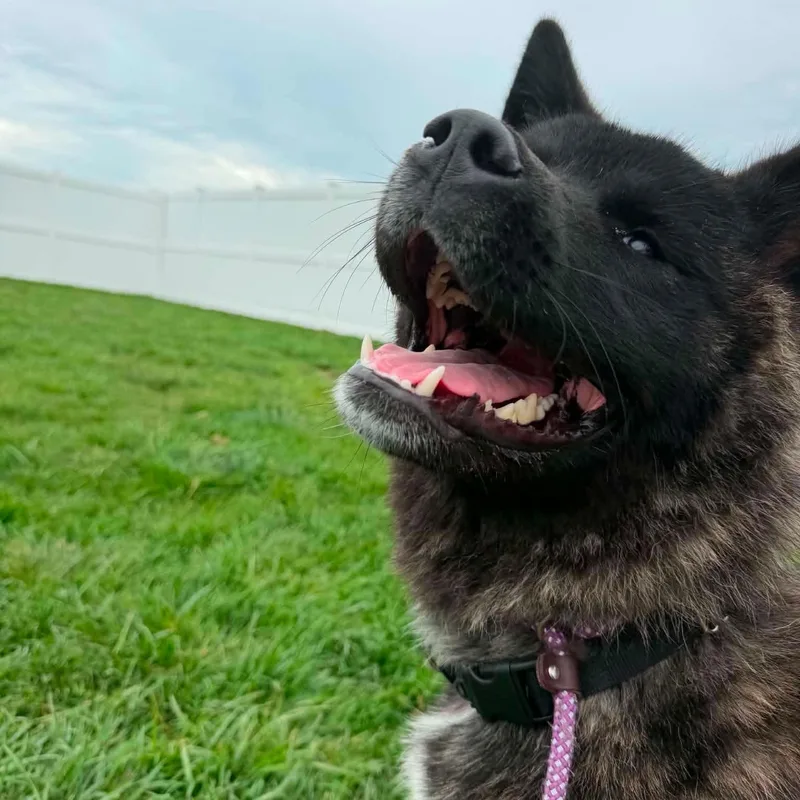 A baby large-sized male Akita dog named Koby for adoption in Minooka, IL
