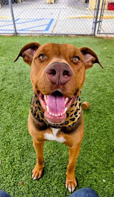 A young medium-sized male Doberman Pinscher dog named Maduro for adoption in Downey, CA