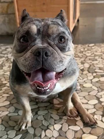 An adult medium-sized female American Bulldog dog named A for adoption in Houston, TX