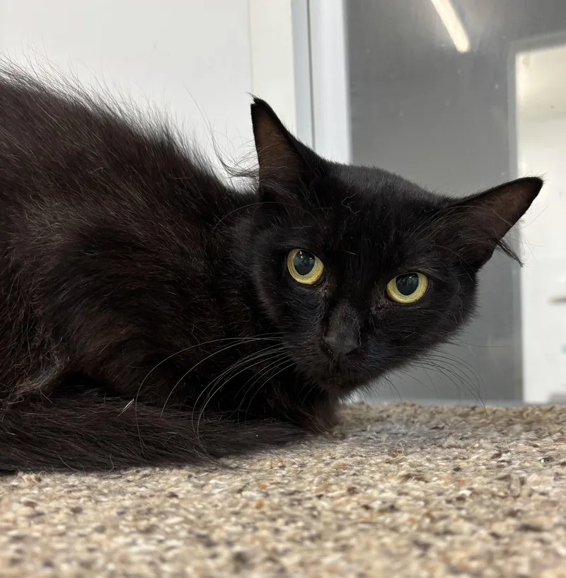 Georgette thumbnail 2