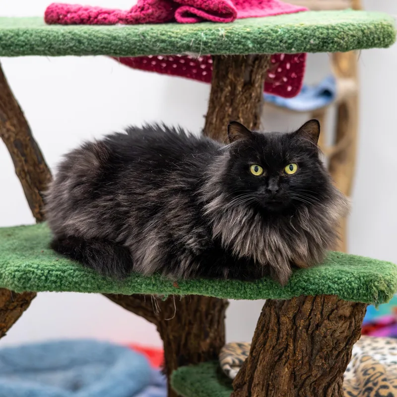 Georgette thumbnail 3