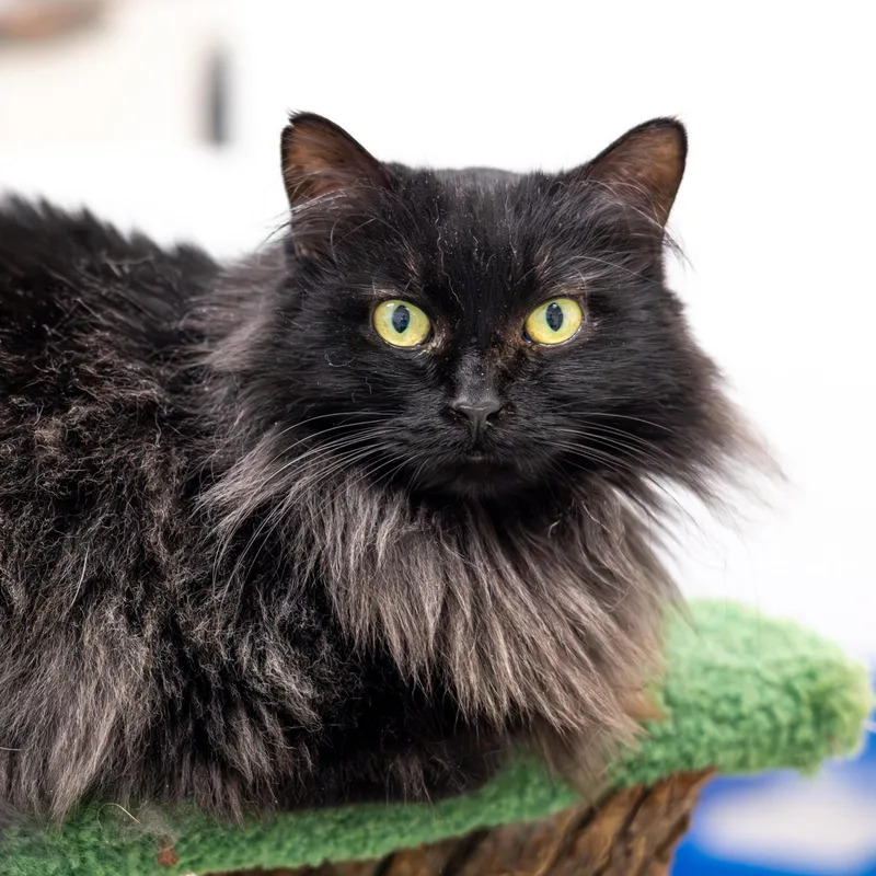 Georgette thumbnail 4