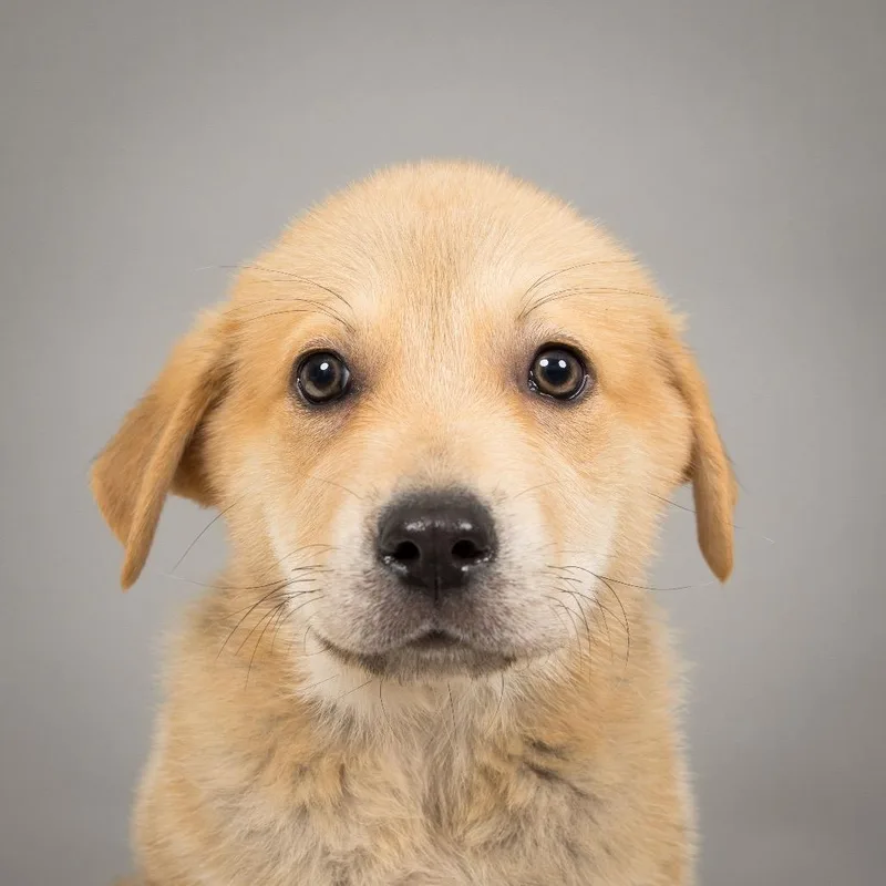 Buffalo Bill thumbnail 3