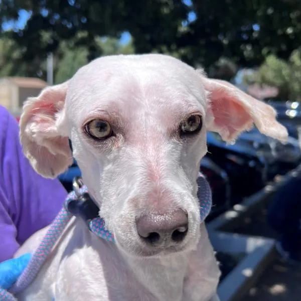 Roscoe thumbnail 2